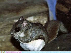 Flying Squirrel (National Geographic)