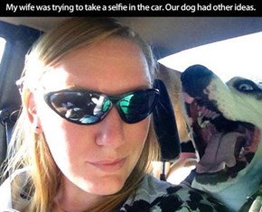 Dog Photobomb