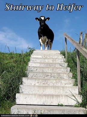 Stairway to Heifer
