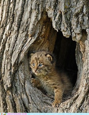 Baby Bobcat "Be back soon mom!" 