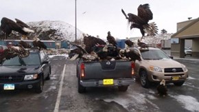 These Patriotic Eagles do Not Appreciate Import Vehicles