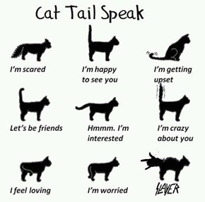 Cat Tail Speak