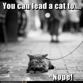 You can lead a cat to....                            Nope!