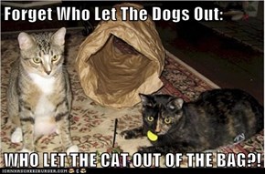 Forget Who Let The Dogs Out:  WHO LET THE CAT OUT OF THE BAG?!
