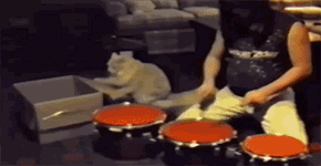 Drummer Cat