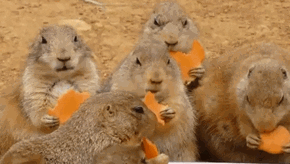 NOM NOM NOM NOM NOM NOM....