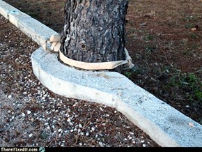 Move the Tree? No, We'll Just Bend the Kerb Round it.