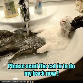 Please send the cat in to do my back now !