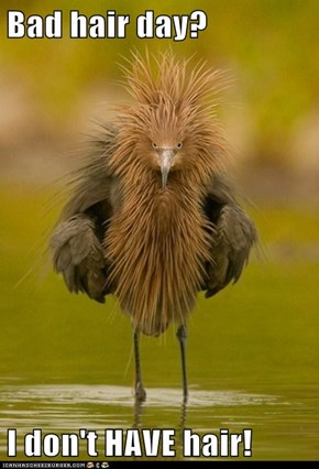 Bad hair day?  I don't HAVE hair!