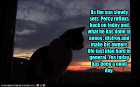 As the sun slowly sets, Percy reflexs back on today and what he has done to annoy , distroy,and make his owners life just plan hard in general. Yes today has been a good day.