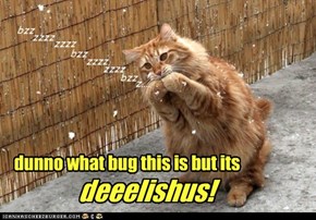 dunno what bug this is but its deeelishus!