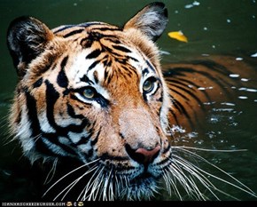 Happy Birthday, Serapis. I know a tiger that loves baths.