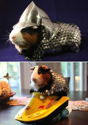 Shut Up and Take My Money of the Day: A Guinea Pig Armor Suit