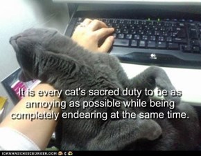 It is every cat's sacred duty to be as annoying as possible while being completely endearing at the same time.