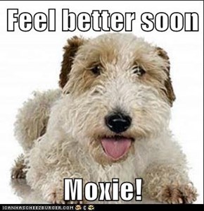 Feel better soon  Moxie!