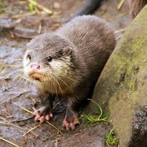Squee Spree Winner: Otter