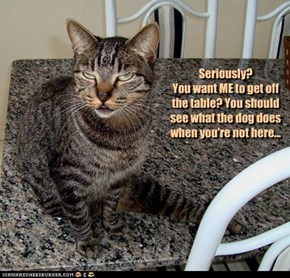 Seriously? You want ME to get off the table? You should see what the dog does when you're not here...