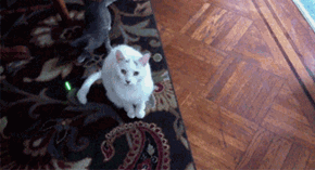 One Cat Gives no Cares