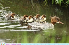 Goosanders express