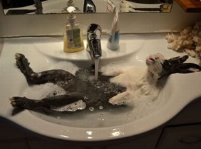Bunny Bath