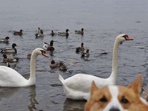 Are Corgis the Best Photobombers?
