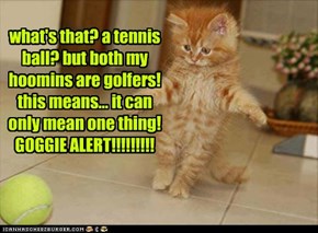 what's that? a tennis ball? but both my hoomins are golfers! this means... it can only mean one thing! GOGGIE ALERT!!!!!!!!!