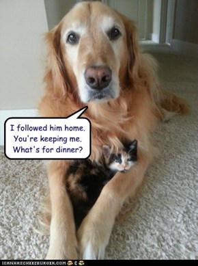I followed him home.  You're keeping me.  What's for dinner?