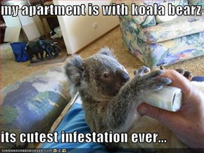 my apartment is with koala bearz  its cutest infestation ever...