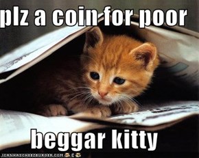 plz a coin for poor  beggar kitty