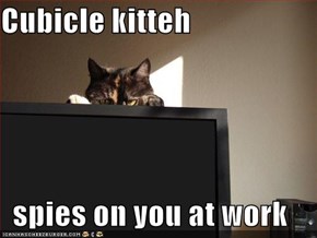 Cubicle kitteh  spies on you at work
