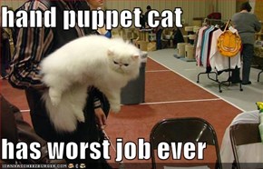 hand puppet cat  has worst job ever