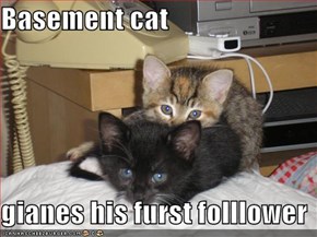 Basement cat   gianes his furst folllower