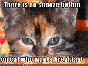 There is no snooze button  on cat who wants breakfast