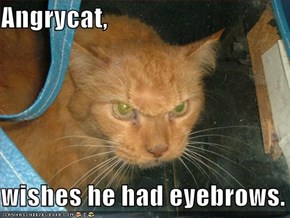 Angrycat,  wishes he had eyebrows.