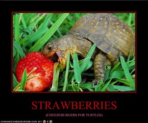 STRAWBERRIES