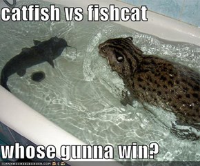 catfish vs fishcat  whose gunna win?