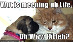 Wut is meening ub Life,  Oh Wizw Kitteh?