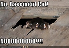 No, Basement Cat!  NOOOOOOOOO!!!!