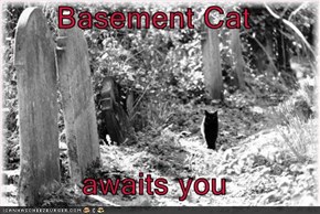 Basement Cat  awaits you