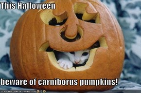 This Halloween  beware of carniborus pumpkins!