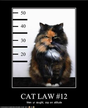 CAT LAW #12