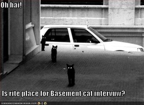 Oh hai!   Is rite place for Basement cat intervuw?
