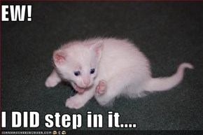 EW!  I DID step in it....