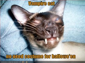 Vampire cat  no need costume for hallowe'en
