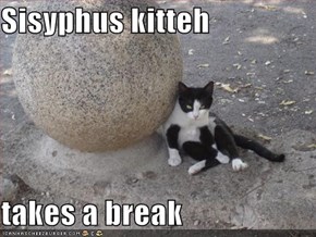 Sisyphus kitteh  takes a break