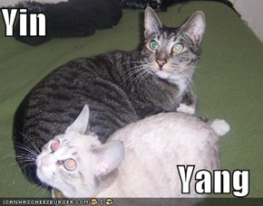 Yin  Yang