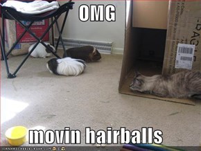 OMG  movin hairballs