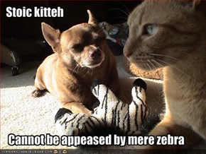 Stoic kitteh