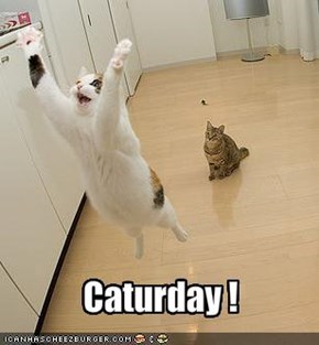 Caturday !