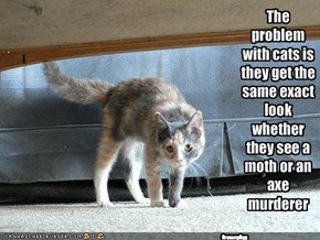 The problem with cats is they get the same exact look whether they see a moth or an axe murderer